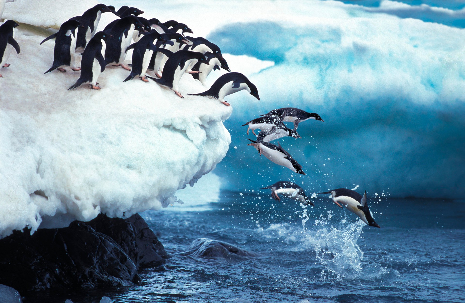 Adelie Penguin, pygoscelis adeliae, Group Leaping into Ocean, Paulet Island in Antarctica