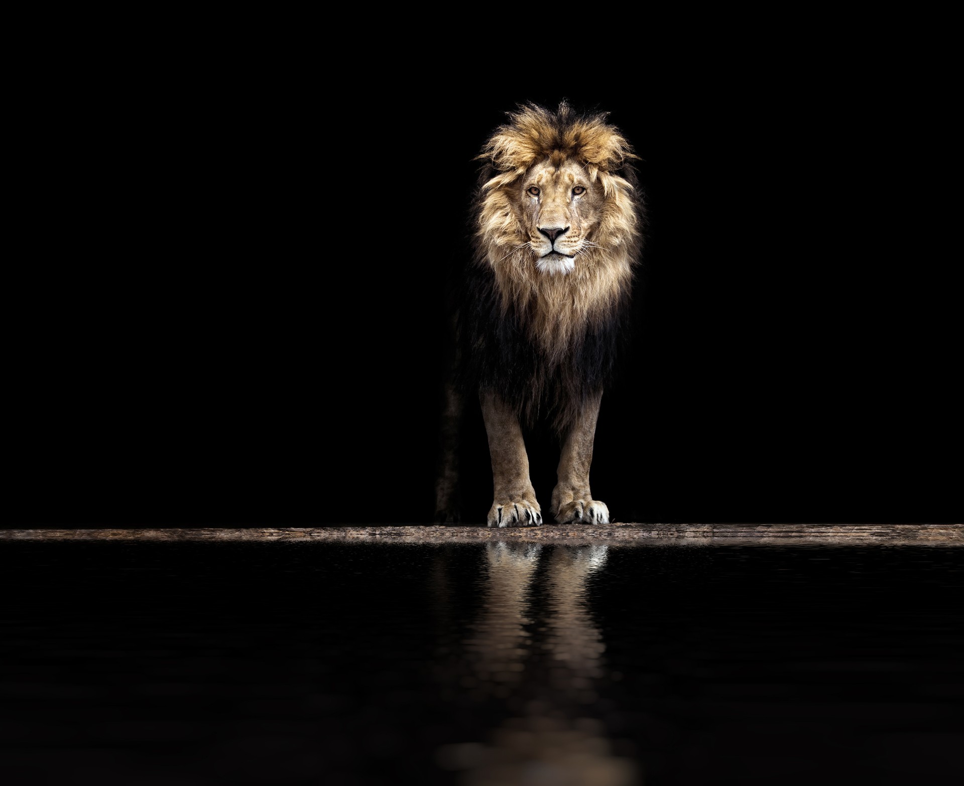 Portrait of a Beautiful lion, lion at waterhole